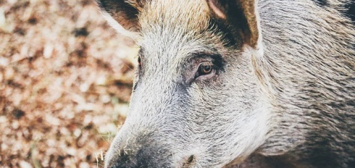 Innerer Schweinehund